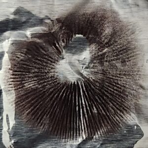 Spore Prints - Actives